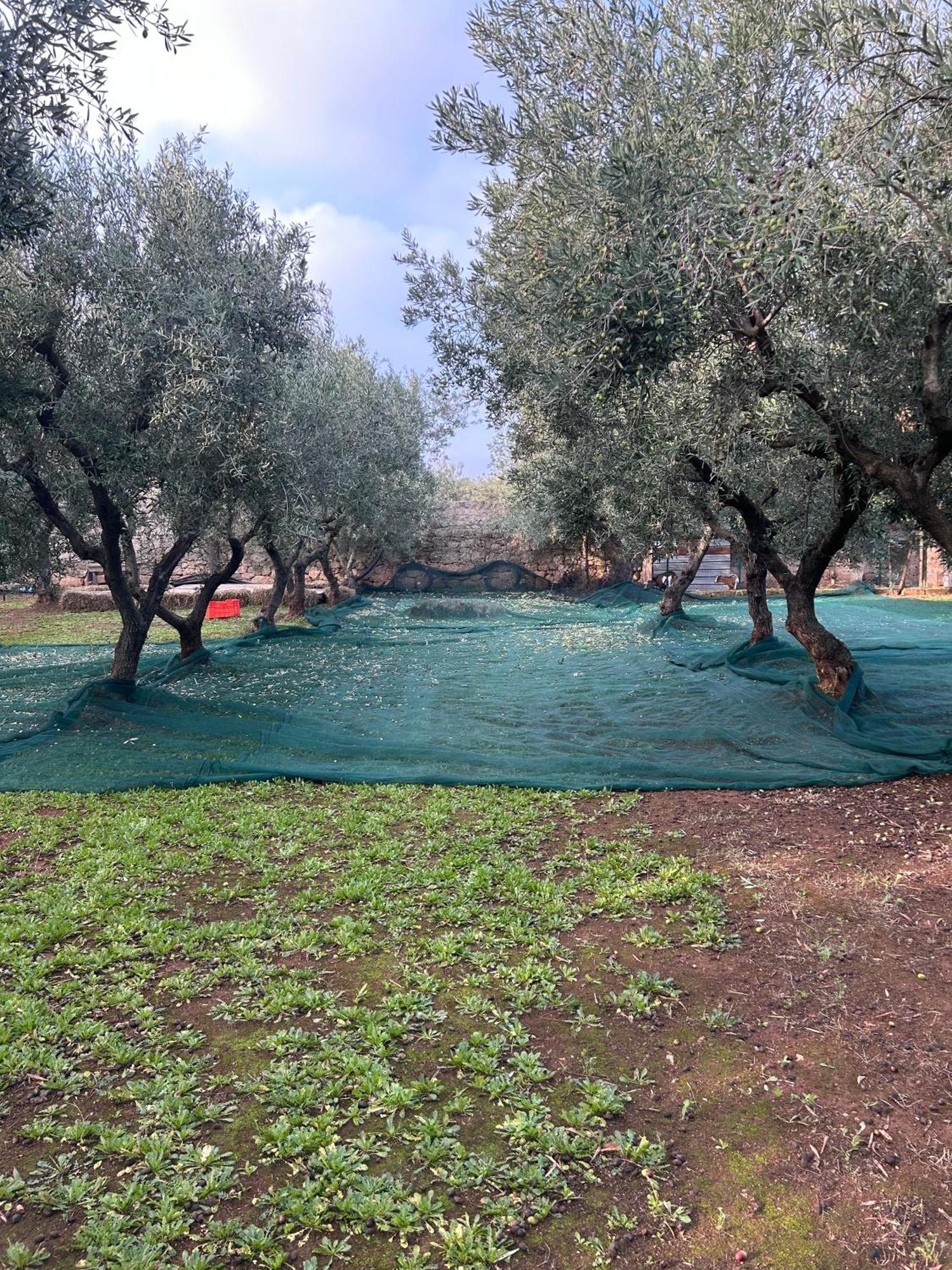 מונופולי Sorelle Barnaba Country House מראה חיצוני תמונה
